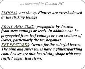 As observed in Coastal NC.

BLOOMS: not showy. Flowers are overshadowed by the striking foliage

FRUIT  AND  SEED: propagates by division  from stem cuttings or seeds. In addition can be propagated from leaf cuttings or even sections of leaves, particularly the rex begonias.
KEY FEATURES: Grown for the colorful leaves. The pink and silver tones have a glitter/sparkling coat. Leaves are thin heart/wing shape with very ruffled edges. Red stems.