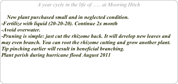 A year cycle in the life of ...... at Mooring Hitch

    New plant purchased small and in neglected condition. 
-Fertilize with liquid (20-20-20). Continue 2x month
-Avoid overwater.
-Pruning is simple: just cut the rhizome back. It will develop new leaves and may even branch. You can root the rhizome cutting and grow another plant. Tip pinching earlier will result in beneficial branching.
Plant perish during hurricane flood August 2011


