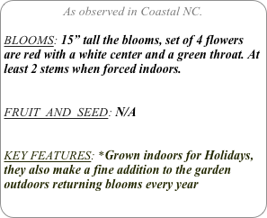 As observed in Coastal NC.

BLOOMS: 15” tall the blooms, set of 4 flowers are red with a white center and a green throat. At least 2 stems when forced indoors.


FRUIT  AND  SEED: N/A


KEY FEATURES: *Grown indoors for Holidays, they also make a fine addition to the garden outdoors returning blooms every year 