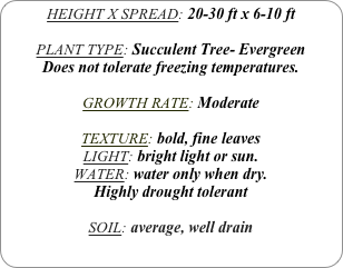 HEIGHT X SPREAD: 20-30 ft x 6-10 ft

PLANT TYPE: Succulent Tree- Evergreen
Does not tolerate freezing temperatures.

GROWTH RATE: Moderate

TEXTURE: bold, fine leaves
LIGHT: bright light or sun. 
WATER: water only when dry.
Highly drought tolerant

SOIL: average, well drain
