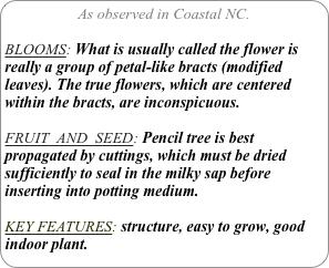 As observed in Coastal NC.

BLOOMS: What is usually called the flower is really a group of petal-like bracts (modified leaves). The true flowers, which are centered within the bracts, are inconspicuous.

FRUIT  AND  SEED: Pencil tree is best propagated by cuttings, which must be dried sufficiently to seal in the milky sap before inserting into potting medium.

KEY FEATURES: structure, easy to grow, good indoor plant.