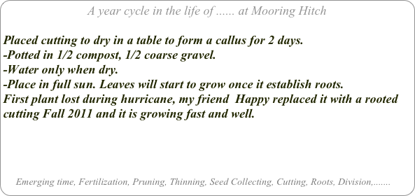 A year cycle in the life of ...... at Mooring Hitch

Placed cutting to dry in a table to form a callus for 2 days.
-Potted in 1/2 compost, 1/2 coarse gravel. 
-Water only when dry. 
-Place in full sun. Leaves will start to grow once it establish roots.
First plant lost during hurricane, my friend  Happy replaced it with a rooted cutting Fall 2011 and it is growing fast and well.




     Emerging time, Fertilization, Pruning, Thinning, Seed Collecting, Cutting, Roots, Division,.......
