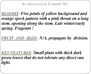 As observed in Coastal NC.

BLOOMS: Five petals of yellow background and orange speck pattern with a pink throat on a long stem, opening along the stem. Late winter/early spring. Fragrant !

FRUIT  AND  SEED: N/A, propagate by  division.


KEY FEATURES: Small plant with thick dark green leaves that do not tolerate any direct sun light.