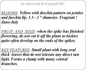 As observed in Coastal NC.

BLOOMS: Yellow with fuschia pattern on petales and fuschia lip. 1.5 - 2 “ diameter. Fragrant ! June-July

FRUIT  AND  SEED: when the spike has finished flowering, do not cut it off the plant as kiekies quite often develop on the ends of the spikes.

KEY FEATURES: Small plant with long oval thick  leaves that do not tolerate any direct sun light. Forms a clump with many central  branches.