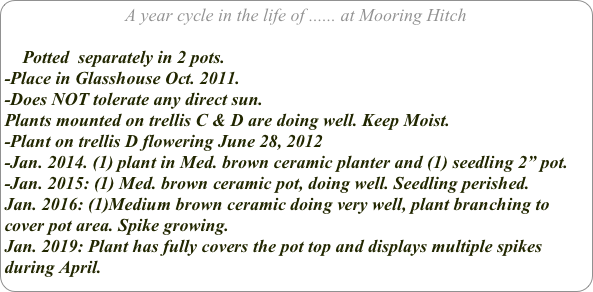 A year cycle in the life of ...... at Mooring Hitch

    Potted  separately in 2 pots.
-Place in Glasshouse Oct. 2011. 
-Does NOT tolerate any direct sun.
Plants mounted on trellis C & D are doing well. Keep Moist.
-Plant on trellis D flowering June 28, 2012
-Jan. 2014. (1) plant in Med. brown ceramic planter and (1) seedling 2” pot.
-Jan. 2015: (1) Med. brown ceramic pot, doing well. Seedling perished.
Jan. 2016: (1)Medium brown ceramic doing very well, plant branching to cover pot area. Spike growing.
Jan. 2019: Plant has fully covers the pot top and displays multiple spikes during April.