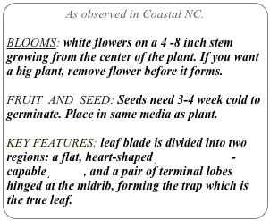 As observed in Coastal NC.

BLOOMS: white flowers on a 4 -8 inch stem growing from the center of the plant. If you want a big plant, remove flower before it forms.

FRUIT  AND  SEED: Seeds need 3-4 week cold to germinate. Place in same media as plant.

KEY FEATURES: leaf blade is divided into two regions: a flat, heart-shaped photosynthesis-capable petiole, and a pair of terminal lobes hinged at the midrib, forming the trap which is the true leaf.