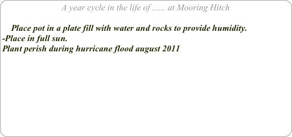 A year cycle in the life of ...... at Mooring Hitch

    Place pot in a plate fill with water and rocks to provide humidity.
-Place in full sun.
Plant perish during hurricane flood august 2011




