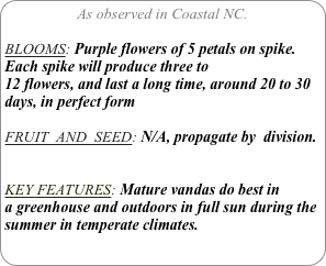As observed in Coastal NC.

BLOOMS: Purple flowers of 5 petals on spike. Each spike will produce three to 12 flowers, and last a long time, around 20 to 30 days, in perfect form

FRUIT  AND  SEED: N/A, propagate by  division.


KEY FEATURES: Mature vandas do best in a greenhouse and outdoors in full sun during the summer in temperate climates.