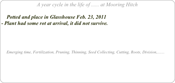 A year cycle in the life of ...... at Mooring Hitch

    Potted and place in Glasshouse Feb. 23, 2011
- Plant had some rot at arrival, it did not survive.




     Emerging time, Fertilization, Pruning, Thinning, Seed Collecting, Cutting, Roots, Division,.......
