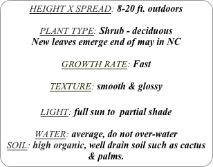 HEIGHT X SPREAD: 8-20 ft. outdoors

PLANT TYPE: Shrub - deciduous
New leaves emerge end of may in NC

GROWTH RATE: Fast

TEXTURE: smooth & glossy

LIGHT: full sun to  partial shade

WATER: average, do not over-water
SOIL: high organic, well drain soil such as cactus & palms.
