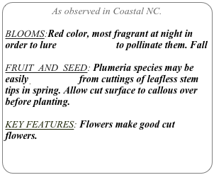 As observed in Coastal NC.

BLOOMS:Red color, most fragrant at night in order to lure sphinx moths to pollinate them. Fall

FRUIT  AND  SEED: Plumeria species may be easily propagated from cuttings of leafless stem tips in spring. Allow cut surface to callous over before planting.

KEY FEATURES: Flowers make good cut flowers.