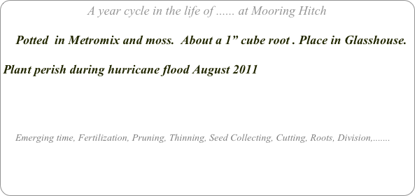 A year cycle in the life of ...... at Mooring Hitch

    Potted  in Metromix and moss.  About a 1” cube root . Place in Glasshouse.

Plant perish during hurricane flood August 2011




     Emerging time, Fertilization, Pruning, Thinning, Seed Collecting, Cutting, Roots, Division,.......