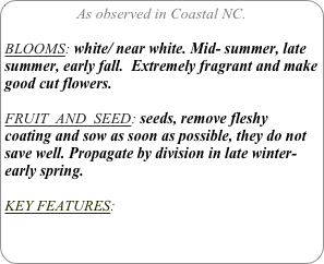 As observed in Coastal NC.

BLOOMS: white/ near white. Mid- summer, late summer, early fall.  Extremely fragrant and make good cut flowers.

FRUIT  AND  SEED: seeds, remove fleshy coating and sow as soon as possible, they do not save well. Propagate by division in late winter- early spring.

KEY FEATURES: 