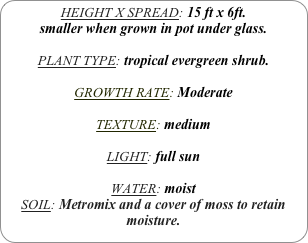 HEIGHT X SPREAD: 15 ft x 6ft.
smaller when grown in pot under glass.

PLANT TYPE: tropical evergreen shrub.

GROWTH RATE: Moderate

TEXTURE: medium

LIGHT: full sun

WATER: moist
SOIL: Metromix and a cover of moss to retain moisture.