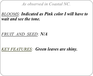 As observed in Coastal NC.

BLOOMS: Indicated as Pink color I will have to wait and see the tone.


FRUIT  AND  SEED: N/A


KEY FEATURES:  Green leaves are shiny.