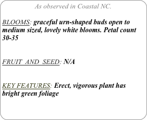 As observed in Coastal NC.

BLOOMS: graceful urn-shaped buds open to medium sized, lovely white blooms. Petal count 30-35


FRUIT  AND  SEED: N/A


KEY FEATURES: Erect, vigorous plant has bright green foliage
