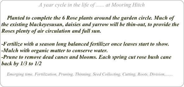 A year cycle in the life of ...... at Mooring Hitch

    Planted to complete the 6 Rose plants around the garden circle. Much of the existing blackeyesusan, daisies and yarrow will be thin-out, to provide the Roses plenty of air circulation and full sun.

-Fertilize with a season long balanced fertilizer once leaves start to show.
-Mulch with organic matter to conserve water.
-Prune to remove dead canes and blooms. Each spring cut rose bush cane back by 1/3 to 1/2

     Emerging time, Fertilization, Pruning, Thinning, Seed Collecting, Cutting, Roots, Division,.......