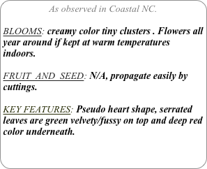 As observed in Coastal NC.

BLOOMS: creamy color tiny clusters . Flowers all year around if kept at warm temperatures indoors.

FRUIT  AND  SEED: N/A, propagate easily by cuttings.

KEY FEATURES: Pseudo heart shape, serrated leaves are green velvety/fussy on top and deep red color underneath.