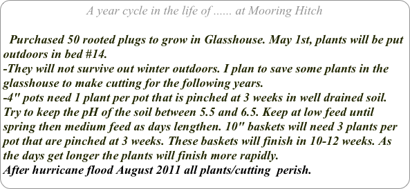 A year cycle in the life of ...... at Mooring Hitch

  Purchased 50 rooted plugs to grow in Glasshouse. May 1st, plants will be put outdoors in bed #14. 
-They will not survive out winter outdoors. I plan to save some plants in the glasshouse to make cutting for the following years.
-4" pots need 1 plant per pot that is pinched at 3 weeks in well drained soil. Try to keep the pH of the soil between 5.5 and 6.5. Keep at low feed until spring then medium feed as days lengthen. 10" baskets will need 3 plants per pot that are pinched at 3 weeks. These baskets will finish in 10-12 weeks. As the days get longer the plants will finish more rapidly.
After hurricane flood August 2011 all plants/cutting  perish. 