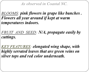 As observed in Coastal NC.

BLOOMS: pink flowers in grape like bunches . Flowers all year around if kept at warm temperatures indoors.

FRUIT  AND  SEED: N/A, propagate easily by cuttings.

KEY FEATURES: elongated wing shape, with highly serrated leaves that are green veins on   silver tops and red color underneath.