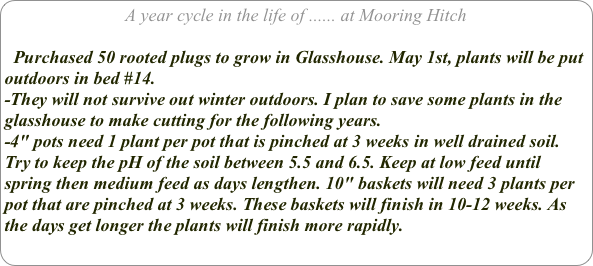 A year cycle in the life of ...... at Mooring Hitch

  Purchased 50 rooted plugs to grow in Glasshouse. May 1st, plants will be put outdoors in bed #14. 
-They will not survive out winter outdoors. I plan to save some plants in the glasshouse to make cutting for the following years.
-4" pots need 1 plant per pot that is pinched at 3 weeks in well drained soil. Try to keep the pH of the soil between 5.5 and 6.5. Keep at low feed until spring then medium feed as days lengthen. 10" baskets will need 3 plants per pot that are pinched at 3 weeks. These baskets will finish in 10-12 weeks. As the days get longer the plants will finish more rapidly.

