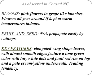 As observed in Coastal NC.

BLOOMS: pink flowers in grape like bunches . Flowers all year around if kept at warm temperatures indoors.

FRUIT  AND  SEED: N/A, propagate easily by cuttings.

KEY FEATURES: elongated wing shape leaves, with almost smooth edges feature a lime green color with tiny white dots and faint red rim on top and a pale cream/yellow underneath. Trailing tendency.