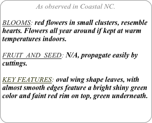 As observed in Coastal NC.

BLOOMS: red flowers in small clusters, resemble hearts. Flowers all year around if kept at warm temperatures indoors.

FRUIT  AND  SEED: N/A, propagate easily by cuttings.

KEY FEATURES: oval wing shape leaves, with almost smooth edges feature a bright shiny green color and faint red rim on top, green underneath.