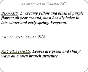 As observed in Coastal NC.

BLOOMS: 2” creamy yellow and blushed purple flowers all year around, most heavily laden in late winter and early spring. Fragrant.


FRUIT  AND  SEED: N/A


KEY FEATURES: Leaves are green and shiny/waxy on a open branch structure.