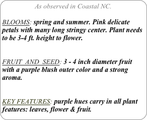 As observed in Coastal NC.

BLOOMS: spring and summer. Pink delicate petals with many long stringy center. Plant needs to be 3-4 ft. height to flower.


FRUIT  AND  SEED: 3 - 4 inch diameter fruit with a purple blush outer color and a strong aroma.


KEY FEATURES: purple hues carry in all plant features: leaves, flower & fruit.