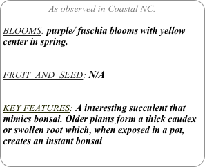 As observed in Coastal NC.

BLOOMS: purple/ fuschia blooms with yellow center in spring.


FRUIT  AND  SEED: N/A


KEY FEATURES: A interesting succulent that mimics bonsai. Older plants form a thick caudex or swollen root which, when exposed in a pot, creates an instant bonsai