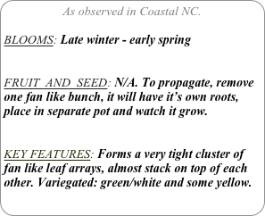 As observed in Coastal NC.

BLOOMS: Late winter - early spring


FRUIT  AND  SEED: N/A. To propagate, remove one fan like bunch, it will have it’s own roots, place in separate pot and watch it grow.


KEY FEATURES: Forms a very tight cluster of fan like leaf arrays, almost stack on top of each other. Variegated: green/white and some yellow.