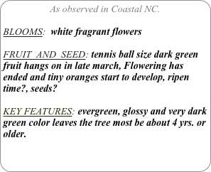 As observed in Coastal NC.

BLOOMS:  white fragrant flowers

FRUIT  AND  SEED: tennis ball size dark green fruit hangs on in late march, Flowering has ended and tiny oranges start to develop, ripen time?, seeds?

KEY FEATURES: evergreen, glossy and very dark green color leaves the tree most be about 4 yrs. or older.