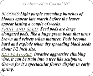 As observed in Coastal NC.

BLOOMS:Light purple cascading bunches of blooms appear late march before the leaves appear lasting a couple of weeks.
FRUIT  AND  SEED: Seed pods are large elongated pods, like a huge green bean that turns brown and velvety when matures. Pods become hard and explode when dry spreading black seeds about 1/2 inch size.
KEY FEATURES: invasive aggressive climbing vine, it can be train into a tree like sculpture. Grown for it’s spectacular flower display in early spring.
