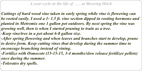 A year cycle in the life of ...... at Mooring Hitch

Cuttings of hard wood vine taken in early spring while vine is flowering can be rooted easily. I used a 1- 1.5 ft. vine section dipped in rooting hormone and planted in Metromix one 1 gallon pot outdoors. By next spring the vine was growing well, then is when I started pruning to train as a tree.
-Keep vine/tree in a pot about 6-8 gallon size.
-After spring flowering and when leaves and branches start to develop, prune to desire form. Keep cutting vines that develop during the summer time to encourage branching instead of vining.
-Fertilize with Osmocote (15-15-15, 3-4 months/slow release fertilizer pellets) once during the summer.
-Tolerates dry spells.
