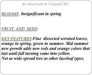 As observed in Coastal NC.

BLOOMS: Insignificant in spring


FRUIT  AND  SEED: 

KEY FEATURES:Fine  dissected serrated leaves, orange in spring, green in summer. Mid summer new growth adds new reds and orange colors that last until fall turning some into yellow.
Not as wide spread tree as other laceleaf types.