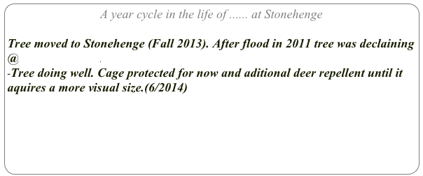 A year cycle in the life of ...... at Stonehenge

Tree moved to Stonehenge (Fall 2013). After flood in 2011 tree was declaining @ Mooring Hitch.
-Tree doing well. Cage protected for now and aditional deer repellent until it aquires a more visual size.(6/2014)