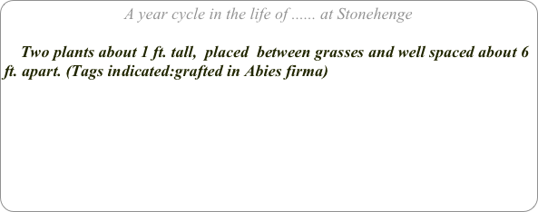 A year cycle in the life of ...... at Stonehenge

    Two plants about 1 ft. tall,  placed  between grasses and well spaced about 6 ft. apart. (Tags indicated:grafted in Abies firma)


