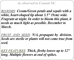 As observed in Coastal NC.

BLOOMS: Cream/Green petals and sepals with a white, heart-shaped lip about 3.5″ (9cm) wide. Fragrant at night. In order to bloom this plant, it needs as much light as possible. December to March.
FRUIT  AND  SEED: N/A, propagate by  division.
Seeds are sterile or plants will not come true from seed.

KEY FEATURES: Thick, fleshy leaves up to 12″ long. Multiple flowers at end of spikes.
