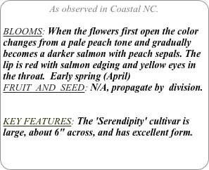 As observed in Coastal NC.

BLOOMS: When the flowers first open the color changes from a pale peach tone and gradually becomes a darker salmon with peach sepals. The lip is red with salmon edging and yellow eyes in the throat.  Early spring (April)
FRUIT  AND  SEED: N/A, propagate by  division.


KEY FEATURES: The 'Serendipity' cultivar is large, about 6" across, and has excellent form. 