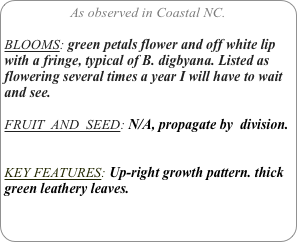 As observed in Coastal NC.

BLOOMS: green petals flower and off white lip with a fringe, typical of B. digbyana. Listed as flowering several times a year I will have to wait and see.

FRUIT  AND  SEED: N/A, propagate by  division.


KEY FEATURES: Up-right growth pattern. thick green leathery leaves.