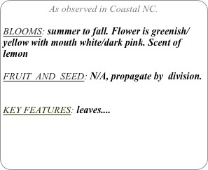 As observed in Coastal NC.

BLOOMS: summer to fall. Flower is greenish/yellow with mouth white/dark pink. Scent of lemon

FRUIT  AND  SEED: N/A, propagate by  division.


KEY FEATURES: leaves....