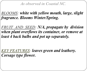 As observed in Coastal NC.

BLOOMS: white with yellow mouth, large, slight fragrance. Blooms Winter/Spring. 

FRUIT  AND  SEED: N/A, propagate by  division when plant overflows its container, or remove at least 4 back bulbs and pot up separately.


KEY FEATURES: leaves green and leathery. Corsage type flower.