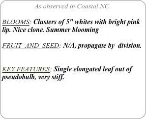As observed in Coastal NC.

BLOOMS: Clusters of 5" whites with bright pink lip. Nice clone. Summer blooming
FRUIT  AND  SEED: N/A, propagate by  division.


KEY FEATURES: Single elongated leaf out of pseudobulb, very stiff.