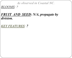As observed in Coastal NC.
BLOOMS: ?

FRUIT  AND  SEED: N/A, propagate by  division.

KEY FEATURES: ?