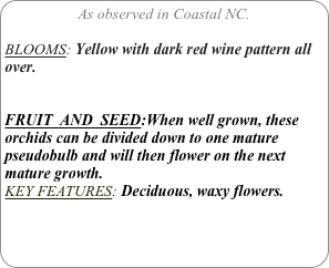 As observed in Coastal NC.

BLOOMS: Yellow with dark red wine pattern all over. 


FRUIT  AND  SEED:When well grown, these orchids can be divided down to one mature pseudobulb and will then flower on the next mature growth.
KEY FEATURES: Deciduous, waxy flowers.