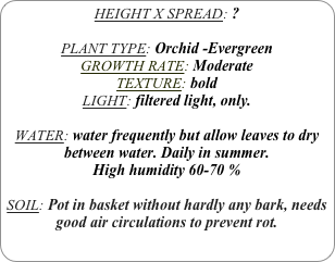 HEIGHT X SPREAD: ?

PLANT TYPE: Orchid -Evergreen
GROWTH RATE: Moderate
TEXTURE: bold
LIGHT: filtered light, only.

WATER: water frequently but allow leaves to dry between water. Daily in summer.
High humidity 60-70 %

SOIL: Pot in basket without hardly any bark, needs good air circulations to prevent rot. 
