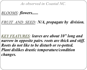 As observed in Coastal NC.

BLOOMS: flowers......

FRUIT  AND  SEED: N/A, propagate by  division.


KEY FEATURES: leaves are about 10” long and narrow in opposite pairs. roots are thick and stiff.
Roots do not like to be disturb or re-potted.
Plant dislikes drastic temperature/condition changes.