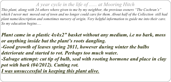 A year cycle in the life of ...... at Mooring Hitch
This plant, along with 24 others where given to me by my neighbor, the previous owners “The Cochran’s” which I never met  moved out of town and no longer could care for them. About half of the Collection  still had plant name/description and sometimes nursery of origin. Very helpful information to guide me into their care.
So my education begins.....

Plant came in a plastic 4x4x2” basket without any medium, i.e no bark, moss or anything inside but the plant’s roots dangling.
-Good growth of leaves spring 2011, however during winter the bulbs deteriorate and started to rot. Perhaps too much water.
-Salvage attempt: cut tip of bulb, seal with rooting hormone and place in clay pot with bark (04/2012). Cutting rot.
I was unsuccessful in keeping this plant alive.