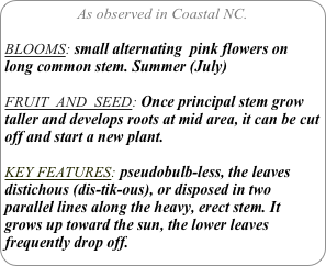 As observed in Coastal NC.

BLOOMS: small alternating  pink flowers on long common stem. Summer (July)

FRUIT  AND  SEED: Once principal stem grow taller and develops roots at mid area, it can be cut off and start a new plant.

KEY FEATURES: pseudobulb-less, the leaves distichous (dis-tik-ous), or disposed in two parallel lines along the heavy, erect stem. It grows up toward the sun, the lower leaves frequently drop off.