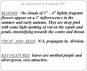 As observed in Coastal NC.

BLOOMS: The clouds of 3” – 4” lightly fragrant flowers appear on a 3’ inflorescence in the summer and early autumn. They are deep pink with some light spotting of red on the sepals and petals, intensifying towards the centre and throat.

FRUIT  AND  SEED: N/A, propagate by  division.


KEY FEATURES: leaves are mottled purple and silver/green, very attractive.